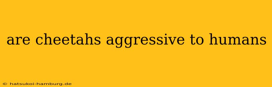 are cheetahs aggressive to humans