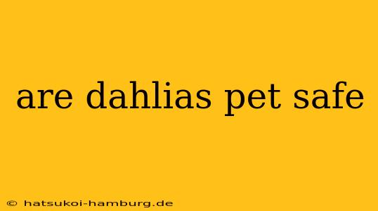 are dahlias pet safe