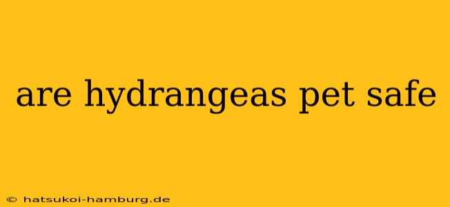 are hydrangeas pet safe