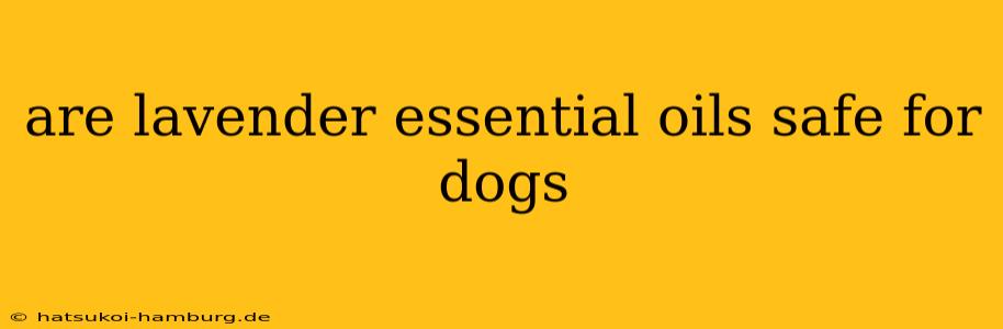 are lavender essential oils safe for dogs