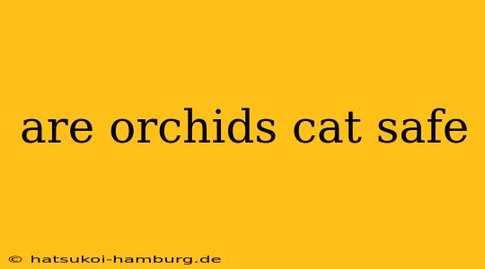 are orchids cat safe