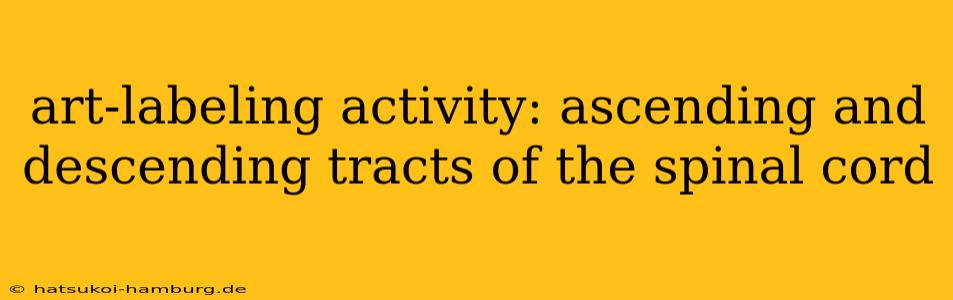 art-labeling activity: ascending and descending tracts of the spinal cord