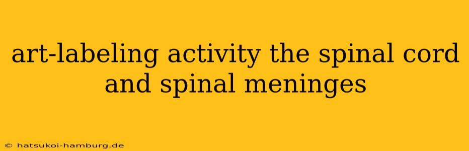 art-labeling activity the spinal cord and spinal meninges
