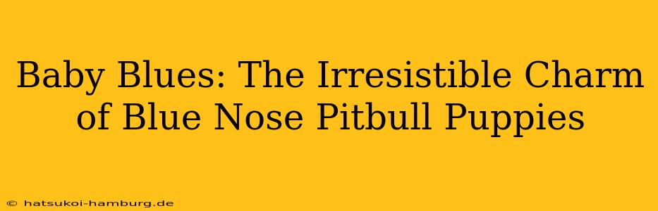 Baby Blues: The Irresistible Charm of Blue Nose Pitbull Puppies