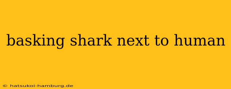 basking shark next to human