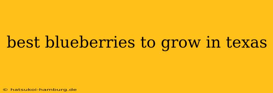 best blueberries to grow in texas