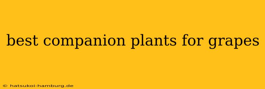 best companion plants for grapes