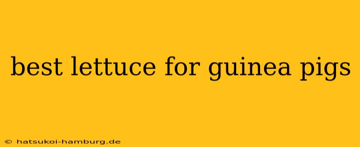 best lettuce for guinea pigs