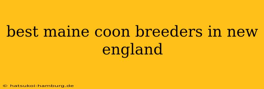 best maine coon breeders in new england