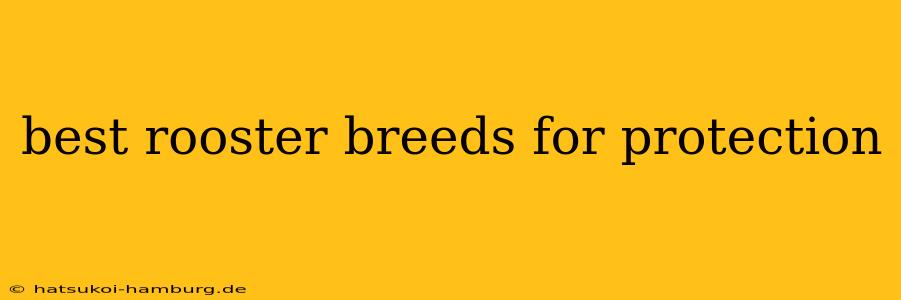 best rooster breeds for protection
