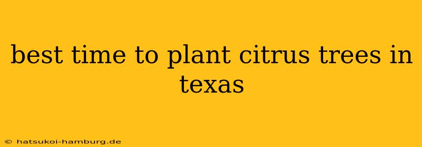 best time to plant citrus trees in texas