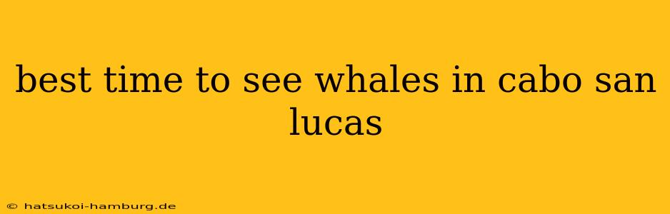 best time to see whales in cabo san lucas