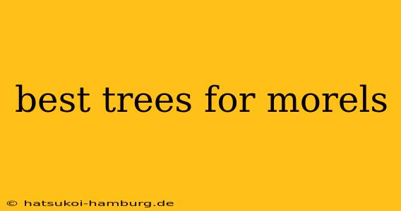 best trees for morels