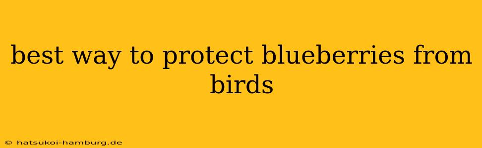 best way to protect blueberries from birds
