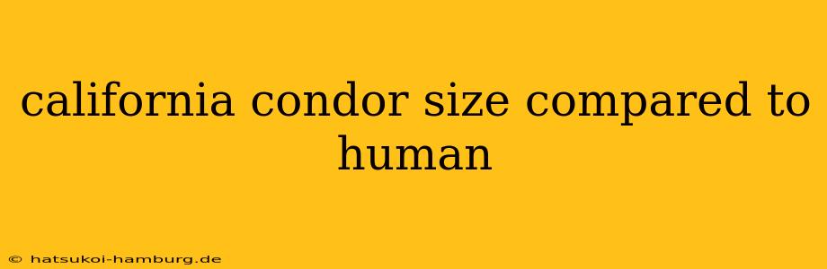 california condor size compared to human