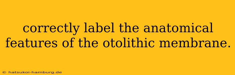 correctly label the anatomical features of the otolithic membrane.
