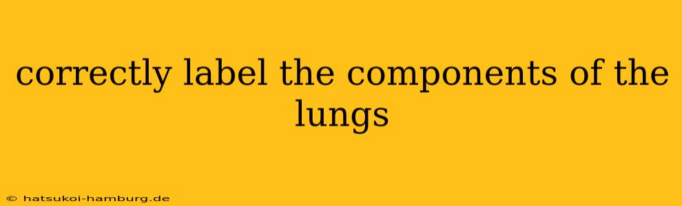 correctly label the components of the lungs