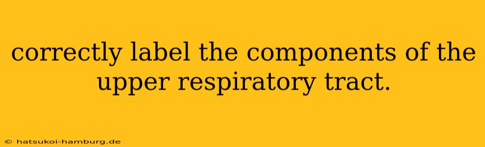 correctly label the components of the upper respiratory tract.