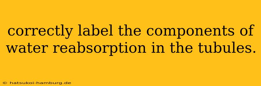 correctly label the components of water reabsorption in the tubules.