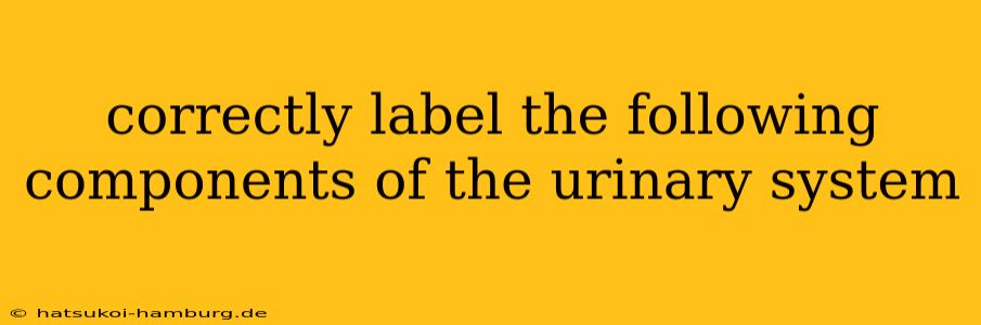 correctly label the following components of the urinary system