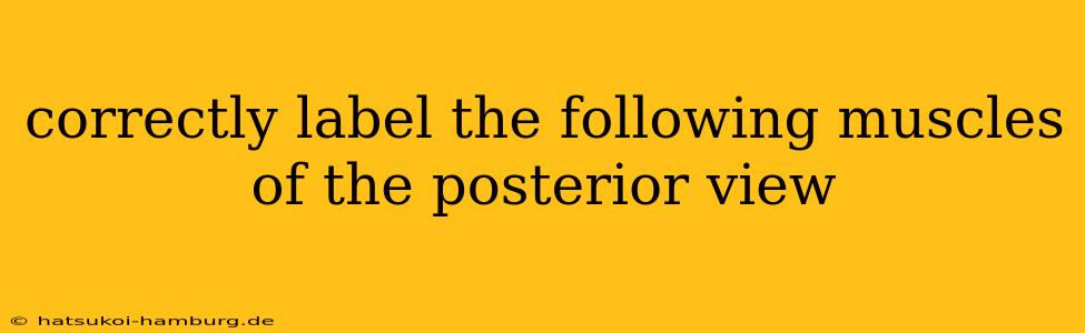 correctly label the following muscles of the posterior view