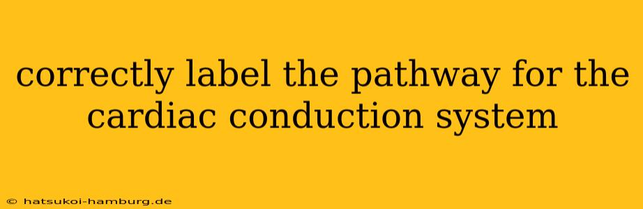 correctly label the pathway for the cardiac conduction system