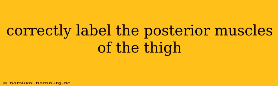 correctly label the posterior muscles of the thigh