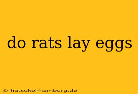 do rats lay eggs