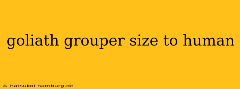 goliath grouper size to human