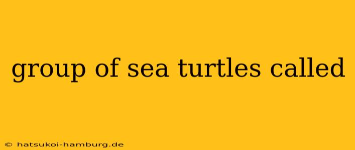 group of sea turtles called