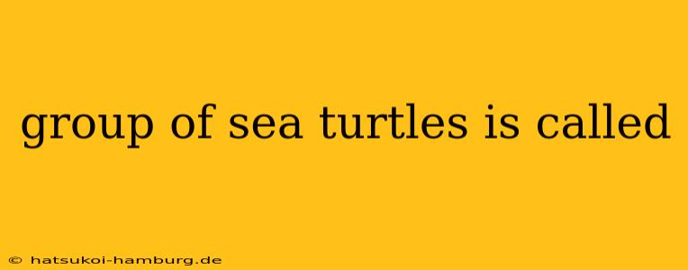 group of sea turtles is called