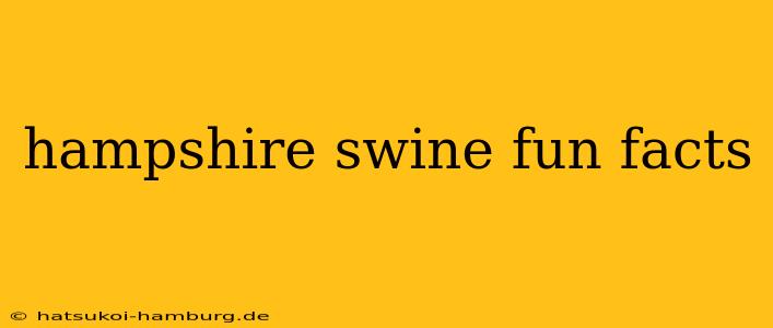 hampshire swine fun facts