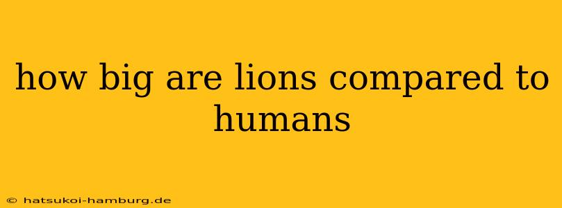 how big are lions compared to humans