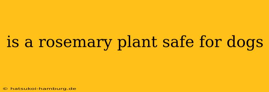 is a rosemary plant safe for dogs