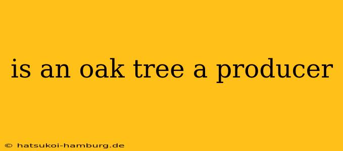 is an oak tree a producer