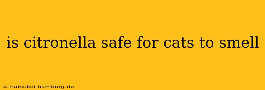 is citronella safe for cats to smell