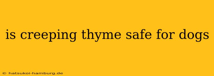 is creeping thyme safe for dogs