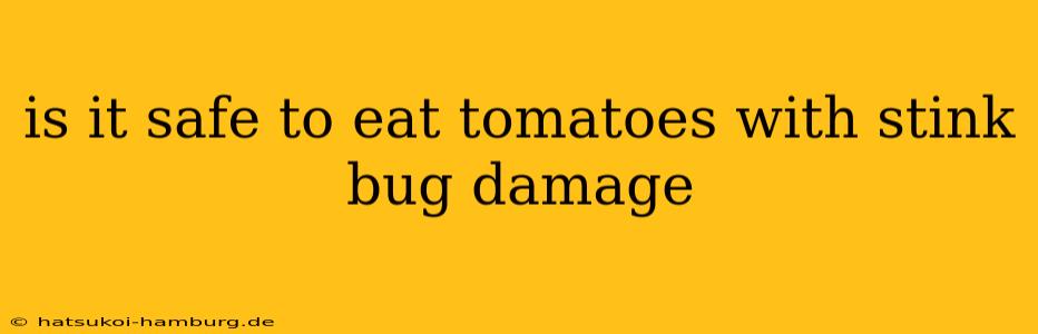 is it safe to eat tomatoes with stink bug damage