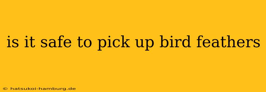 is it safe to pick up bird feathers