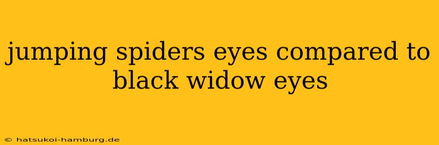 jumping spiders eyes compared to black widow eyes