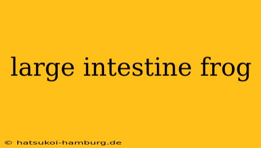 large intestine frog