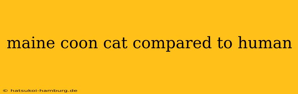 maine coon cat compared to human