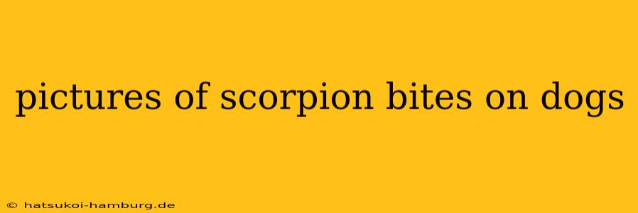 pictures of scorpion bites on dogs