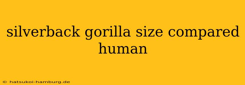 silverback gorilla size compared human