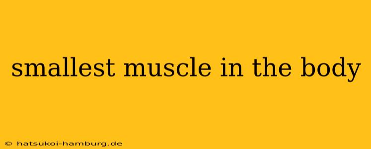 smallest muscle in the body