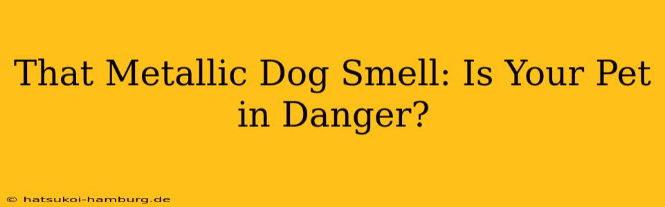 That Metallic Dog Smell: Is Your Pet in Danger?