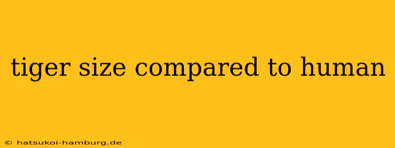 tiger size compared to human