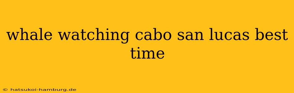whale watching cabo san lucas best time