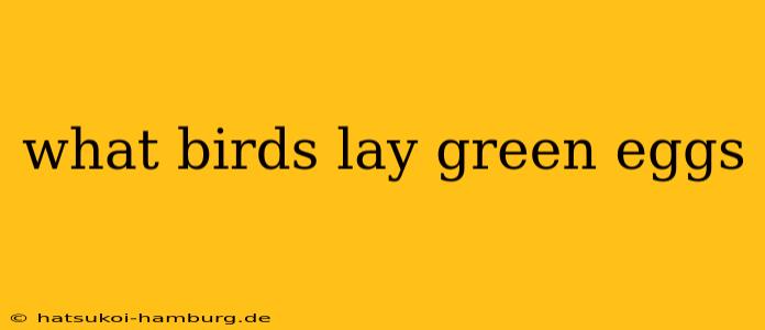 what birds lay green eggs