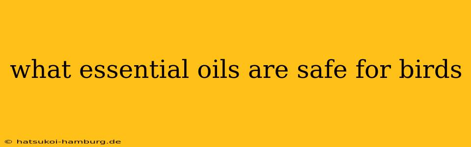 what essential oils are safe for birds